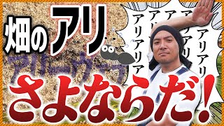 畑・庭のアリの大量発生、どうする!?  家庭菜園を守る「重曹団子」で安全・簡単アリ退治法【農業YouTuberが伝授】