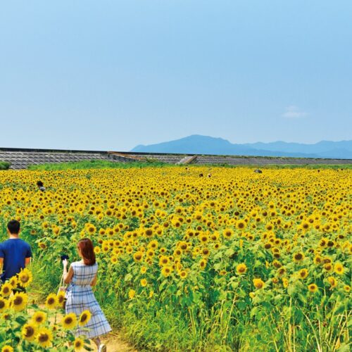 約1haの広さを誇る「花の海」のひまわり畑。「花の海」では、新鮮な地元産の野菜や果物が食べられるレストランも人気。／山口県山陽小野田市