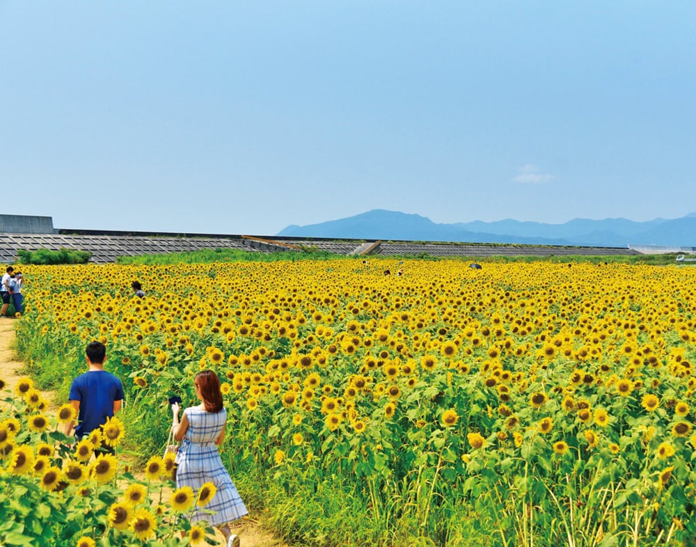 約1haの広さを誇る「花の海」のひまわり畑。「花の海」では、新鮮な地元産の野菜や果物が食べられるレストランも人気。／山口県山陽小野田市