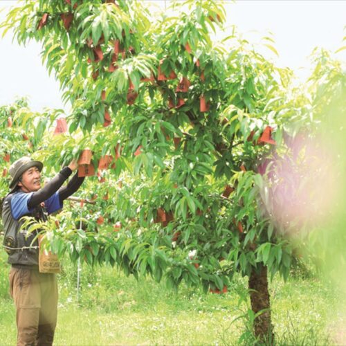 山梨県へ移住してモモ農家へ新規就農