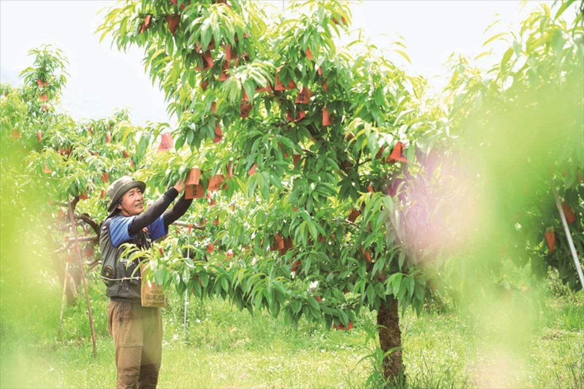 山梨県へ移住してモモ農家へ新規就農