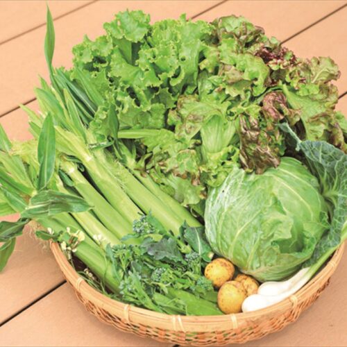 菜園でできた野菜たち
