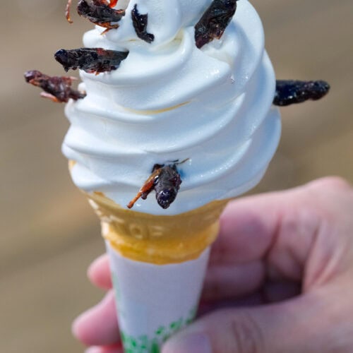 【長野県のご当地お菓子3選】ぷるぷる飴にパンパンシュー!? バッタ刺さってます！みすゞ飴・ベビーシュークリーム・バッタソフト