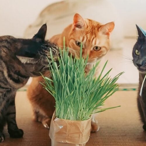 左から、ひじき、だいず、こぐま。無印良品の猫草を⾷べたり、いつも⼀緒に過ごす仲よしの3 匹／島のおばあちゃんちで暮らす