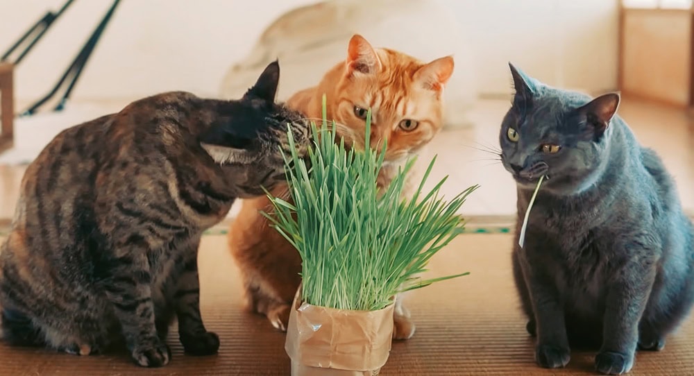 左から、ひじき、だいず、こぐま。無印良品の猫草を⾷べたり、いつも⼀緒に過ごす仲よしの3 匹／島のおばあちゃんちで暮らす