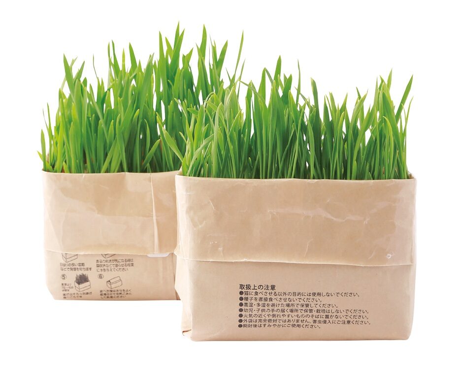 土を使っていない猫草栽培セット／無印良品（良品計画）
