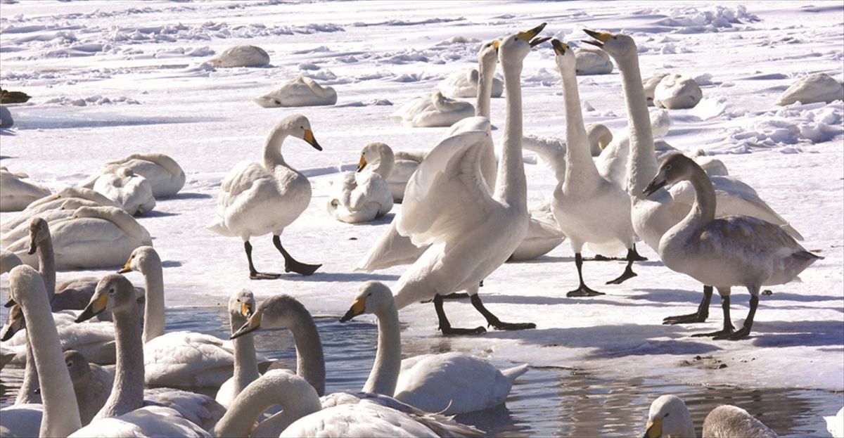 北海道弟子屈町の屈斜路湖に飛来する白鳥