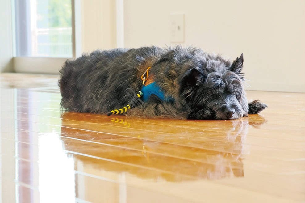 愛犬の足腰のけがを予防するため、床には滑りにくくなるコーティングをした。これは無印良品の家では施工していないため、家の完成後別業者に発注。