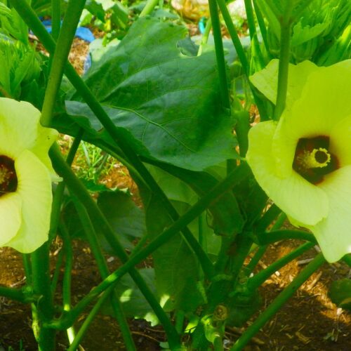 日中の光はキビシイ。しかし朝一番の風にはかすかに秋がある。オクラの花が心地よさそうに咲いている。ただしそれも一時のこと。昼前にはもくもくと雲が立ち上がり、やがて雷鳴と強い雨。ここ数日すっかりこのパターンになった。