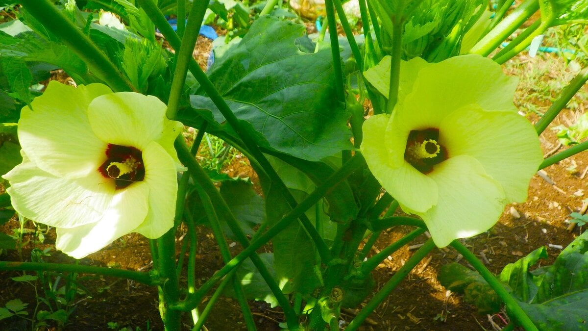 日中の光はキビシイ。しかし朝一番の風にはかすかに秋がある。オクラの花が心地よさそうに咲いている。ただしそれも一時のこと。昼前にはもくもくと雲が立ち上がり、やがて雷鳴と強い雨。ここ数日すっかりこのパターンになった。