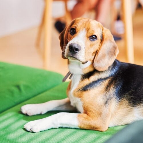 2匹のビーグル犬と暮らす。わんちゃんのトイレまわりなどは視線に入りにくいよう工夫されている／無印良品の家・MUJI HOUSE