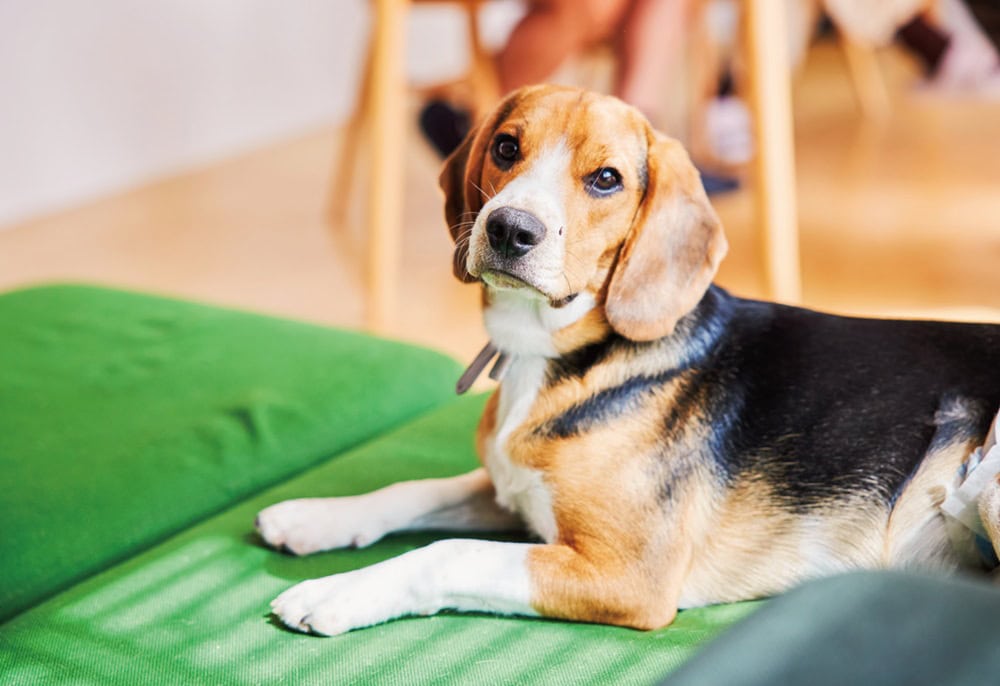 2匹のビーグル犬と暮らす。わんちゃんのトイレまわりなどは視線に入りにくいよう工夫されている／無印良品の家・MUJI HOUSE