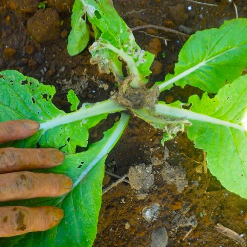 人間も辛いが、野菜はもっと辛い。この下の写真は定植半月の白菜。猛暑に痛めつけられ、数日前の強雨に叩かれ、いま再び猛暑にさらされている。さらに不運だったのは虫害。青虫や毛虫には熱中症というのはないらしく、むしろ、低温気味の天候よりも活動が活発になる。この白菜は激しい雨と高温でダメージを受け、さらに青虫に食われてのトリプルパンチなのである。どうやら生長点がダメになったみたいだから外葉は伸びても巻くことはあるまい。ニワトリの餌にするしかない。