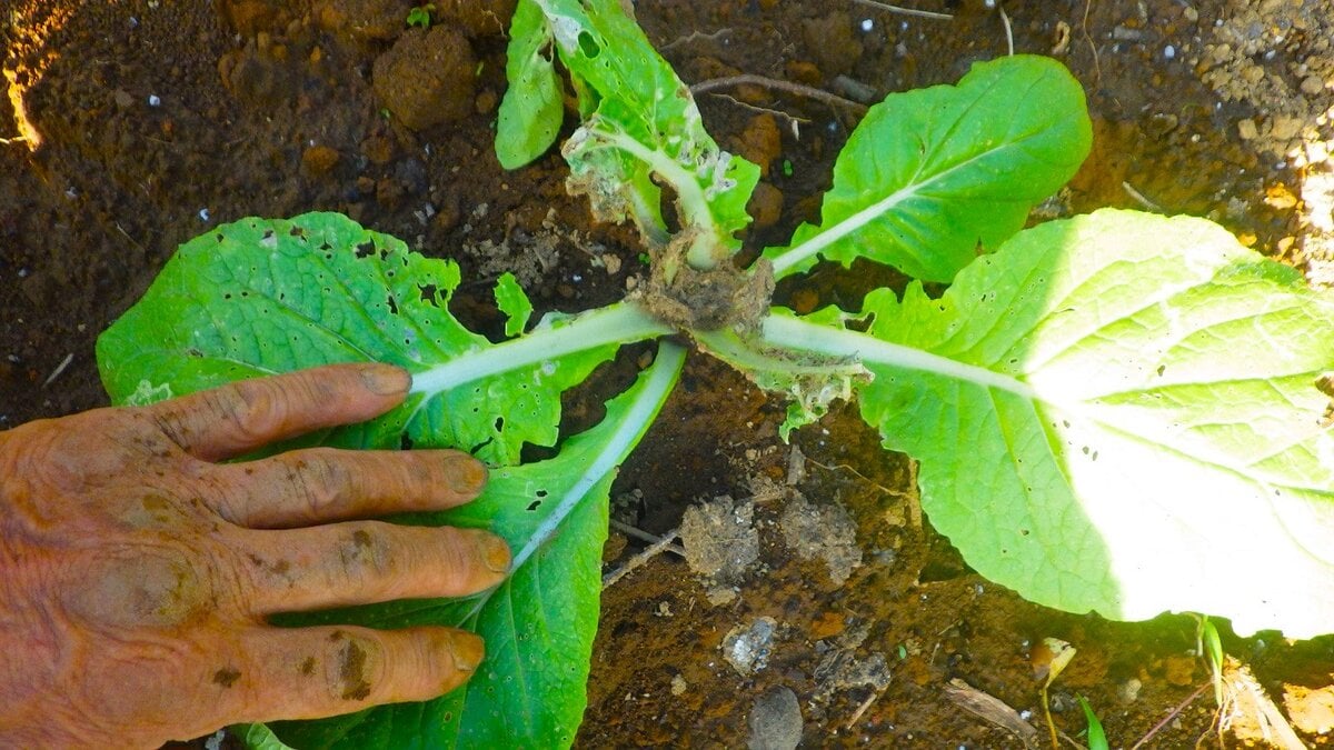 人間も辛いが、野菜はもっと辛い。この下の写真は定植半月の白菜。猛暑に痛めつけられ、数日前の強雨に叩かれ、いま再び猛暑にさらされている。さらに不運だったのは虫害。青虫や毛虫には熱中症というのはないらしく、むしろ、低温気味の天候よりも活動が活発になる。この白菜は激しい雨と高温でダメージを受け、さらに青虫に食われてのトリプルパンチなのである。どうやら生長点がダメになったみたいだから外葉は伸びても巻くことはあるまい。ニワトリの餌にするしかない。