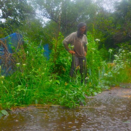 激しい雨の中で働く。送るべき荷物があるだけでなく、雨だからって、部屋の窓から外を眺めてたってつまんない。前に、自給自足、田舎暮らしの下準備は2つだけ、暑さ寒さに耐える体を作ること、筋肉を鍛えておくこと、そう書いたが、もうひとつ付け加えておこう。雨の中でズボズボになりながら畑仕事が出来ること。出来るだけじゃなく、それを心地よいことと感じる心も大事である。