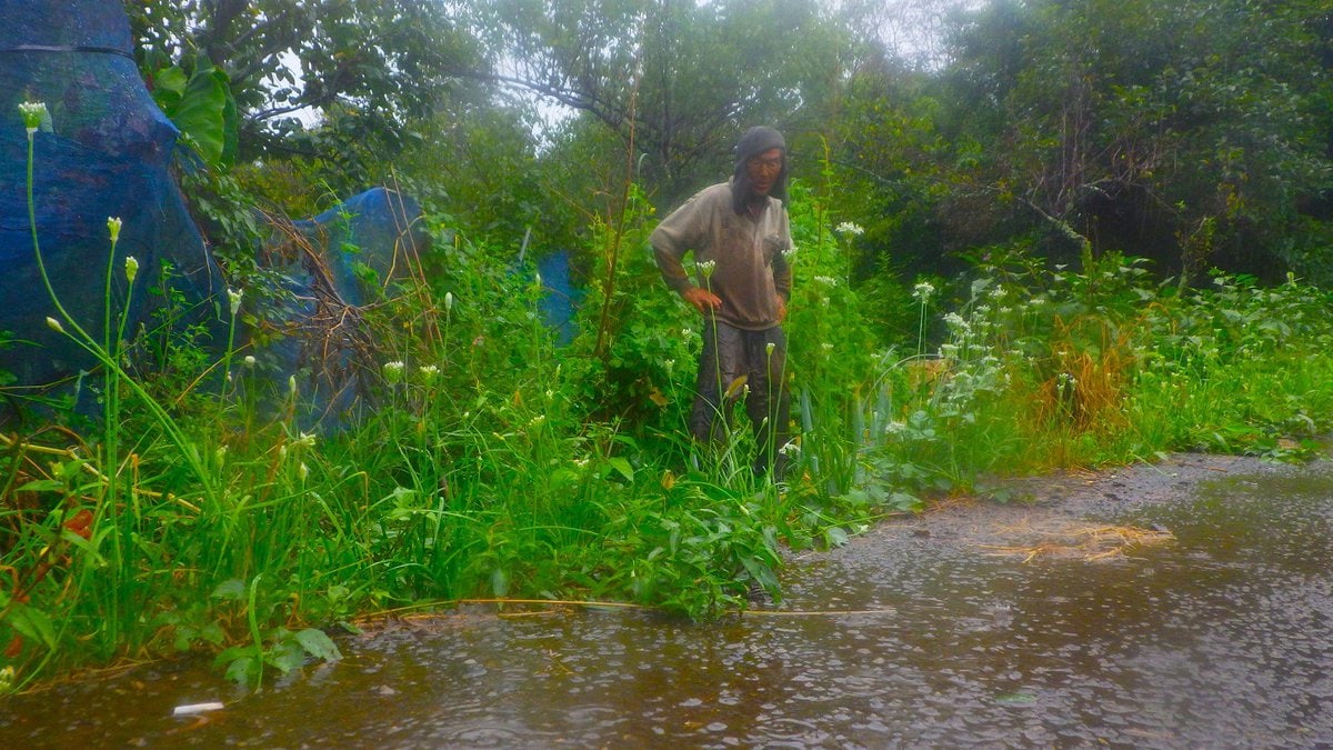 激しい雨の中で働く。送るべき荷物があるだけでなく、雨だからって、部屋の窓から外を眺めてたってつまんない。前に、自給自足、田舎暮らしの下準備は2つだけ、暑さ寒さに耐える体を作ること、筋肉を鍛えておくこと、そう書いたが、もうひとつ付け加えておこう。雨の中でズボズボになりながら畑仕事が出来ること。出来るだけじゃなく、それを心地よいことと感じる心も大事である。