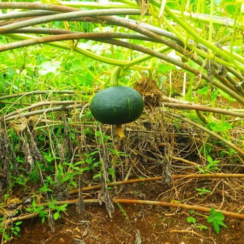 カボチャのアートを楽しむ