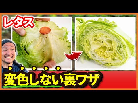 【農家直伝】レタスが赤く変色しない裏技！秘密はつまようじにあり｜1週間シャキシャキ長持ち