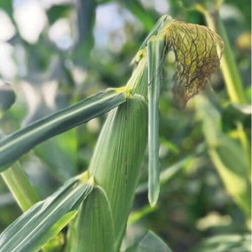 津南産の高原野菜は糖度やみずみずしさが抜群／無印良品 津南キャンプ場