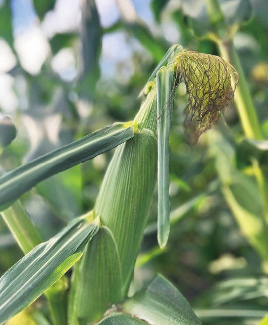 津南産の高原野菜は糖度やみずみずしさが抜群／無印良品 津南キャンプ場