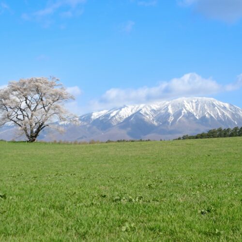日本最大級の民間総合農場「小岩井農場」(写真)など、観光スポットも点在する/岩手県雫石町