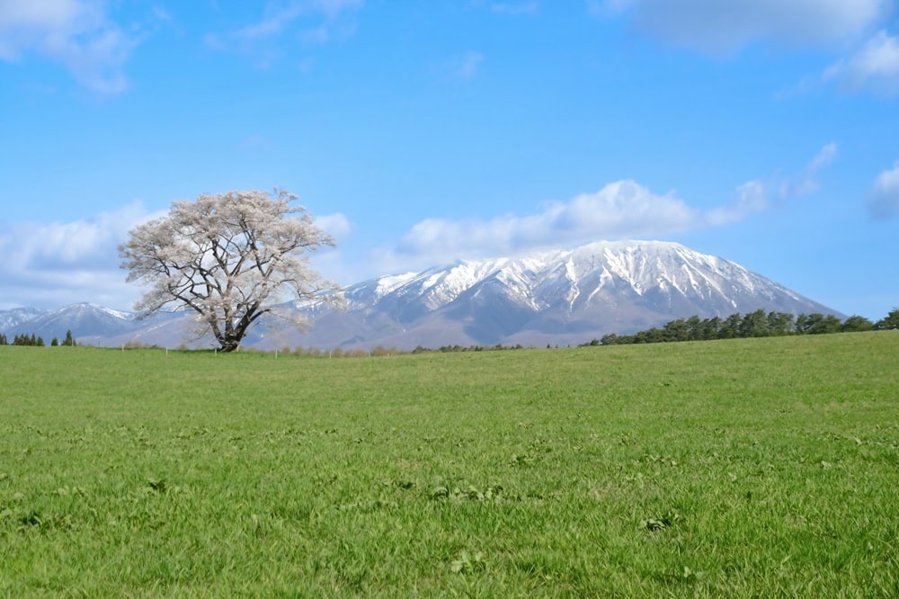 日本最大級の民間総合農場「小岩井農場」(写真)など、観光スポットも点在する/岩手県雫石町