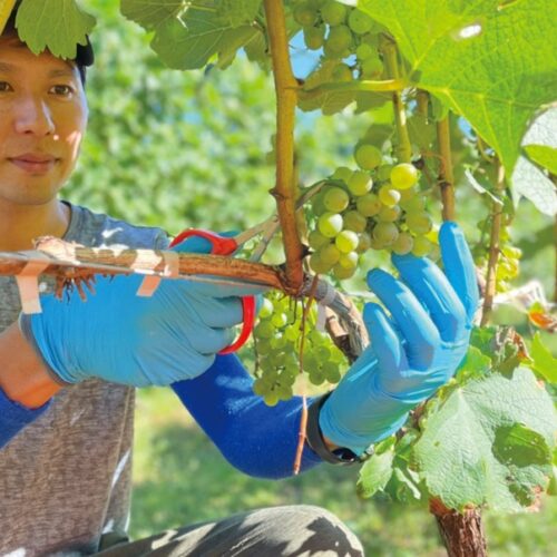 ２haの畑でワイン用のブドウ８品種、計6000本を育てる／秋田県由利本荘市