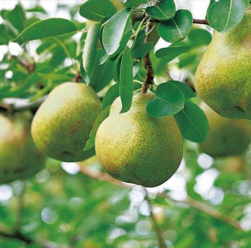 昭和50年代に、天童市の行政・農協・生産者が連携してラ・フランスの栽培面積を拡大。現在は日本一の果樹産地となった／山形県天童市