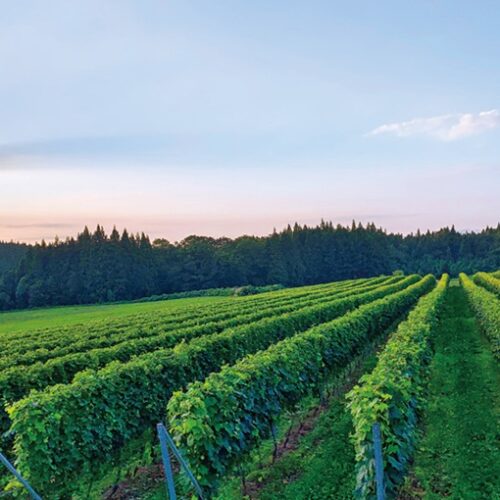 ブドウは海外で一般的な「垣根仕立て」。豪雪に耐える工夫は北海道で学んだ。この風景が気に入っている／秋田県由利本荘市