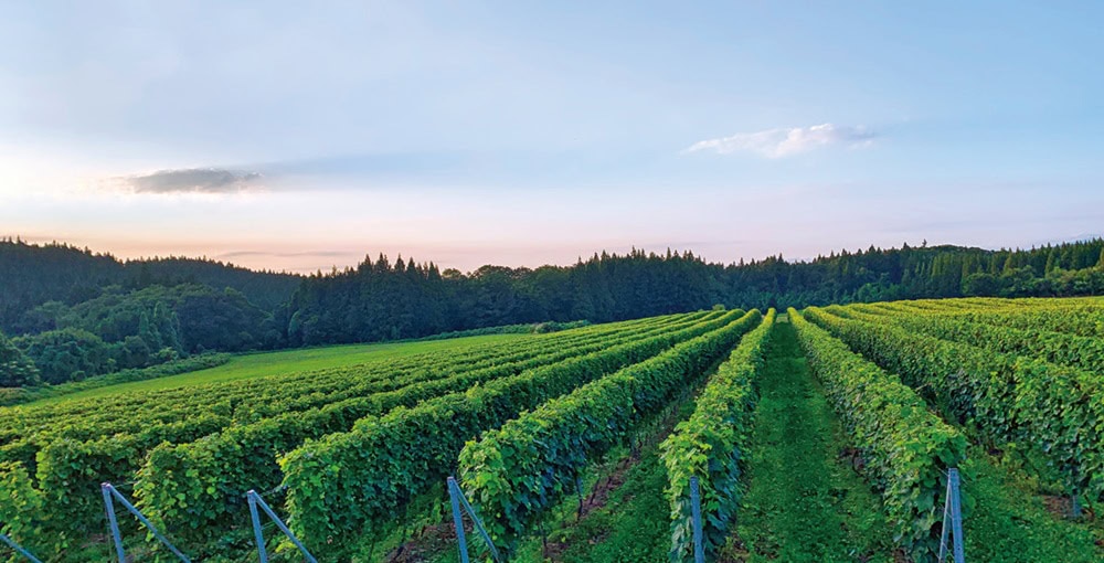 ブドウは海外で一般的な「垣根仕立て」。豪雪に耐える工夫は北海道で学んだ。この風景が気に入っている／秋田県由利本荘市