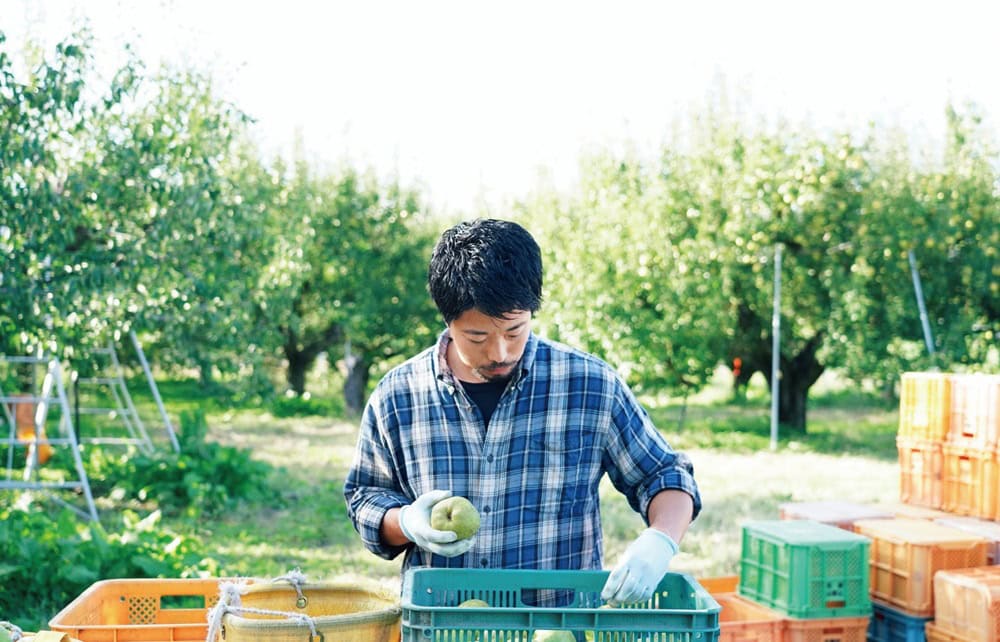 洋梨は年に一度しか収穫できない。「就農5年目の僕は、まだ5回しか経験していません。だから周りの農家さんに教わることも多いです」／山形県天童市