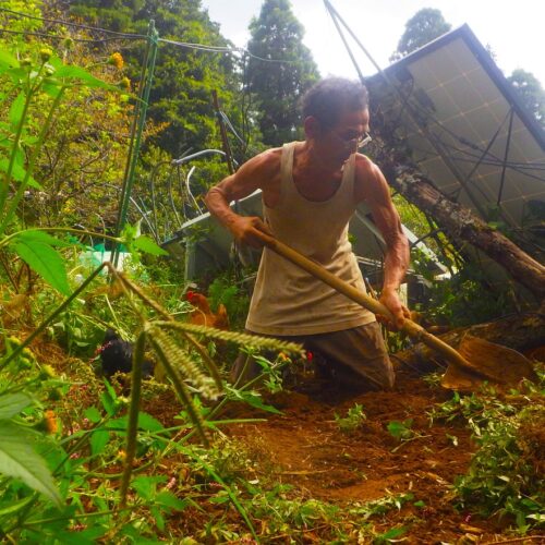 ヤマイモを掘り出す秋の畑。地中深く育った長いイモを慎重に収穫する様子。