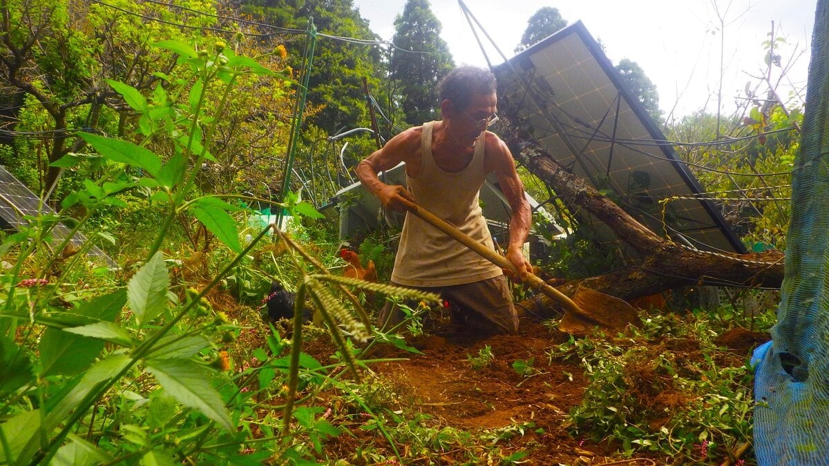 ヤマイモを掘り出す秋の畑。地中深く育った長いイモを慎重に収穫する様子。