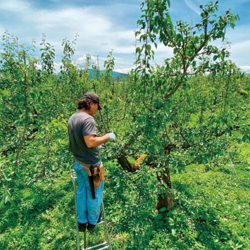 「ラ・フランスがどのように育てられているのかを知ってほしい」と話す寺岡さん。収穫体験などを通して畑に来てもらう機会をつくっている／山形県天童市