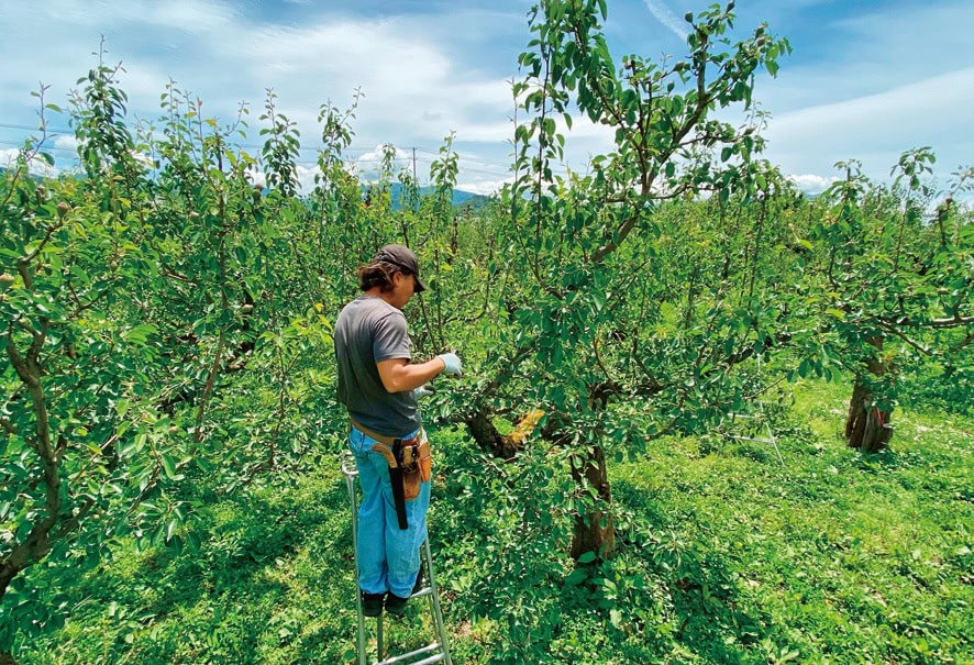 「ラ・フランスがどのように育てられているのかを知ってほしい」と話す寺岡さん。収穫体験などを通して畑に来てもらう機会をつくっている／山形県天童市