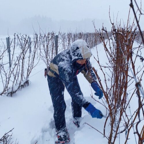雪で枝が折れないよう本格的な積雪前に剪定を終わらせる。「鼻水を垂らしながら作業に追われます」／秋田県由利本荘市