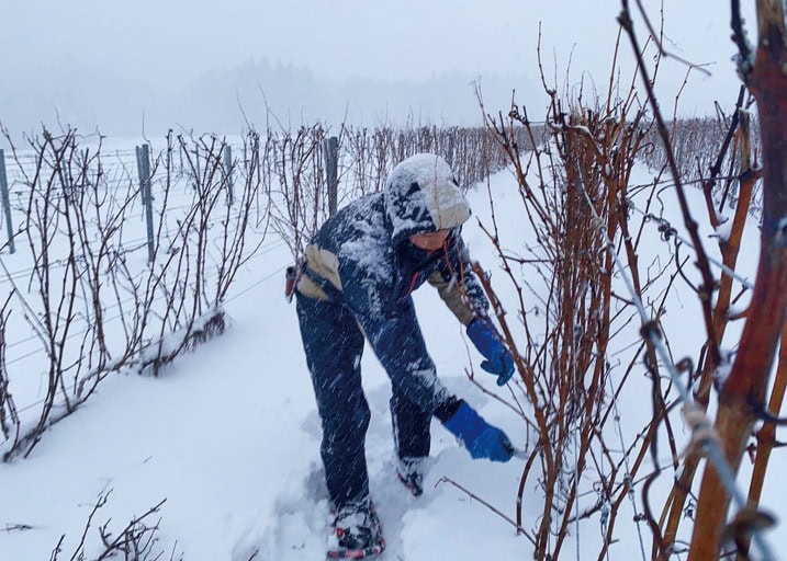 雪で枝が折れないよう本格的な積雪前に剪定を終わらせる。「鼻水を垂らしながら作業に追われます」／秋田県由利本荘市