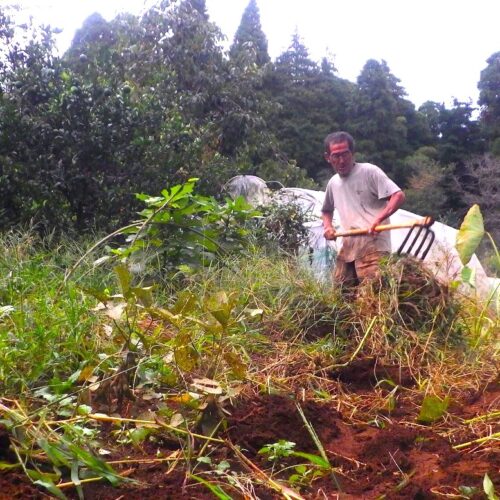 我が物顔に繁茂した草の撤去。まず、手で抜けるものは抜く。スコップで取れるものは取る。そして最後は重い4本刃の鍬の登場である。これをフルパワーで打ち込むとほとんどのツワモノ草も掘り出せる。それを最後はベルト状にして引きずるのである。次は土に手を入れ、大中小の根っ子を根気よく探り出す。