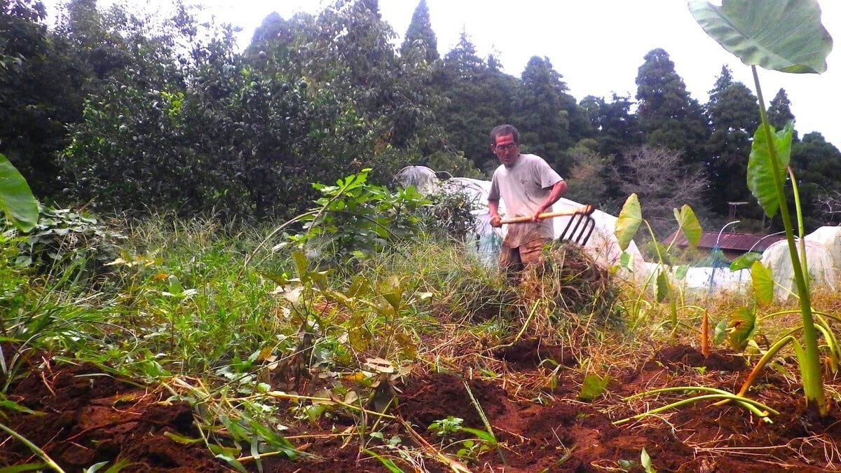我が物顔に繁茂した草の撤去。まず、手で抜けるものは抜く。スコップで取れるものは取る。そして最後は重い4本刃の鍬の登場である。これをフルパワーで打ち込むとほとんどのツワモノ草も掘り出せる。それを最後はベルト状にして引きずるのである。次は土に手を入れ、大中小の根っ子を根気よく探り出す。