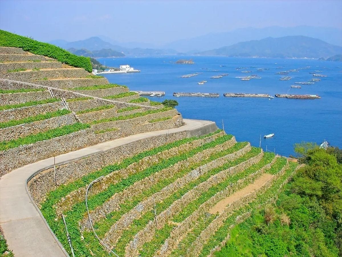 愛媛県宇和島市の遊子水荷浦の段畑(ゆすみずがうらのだんばた)。