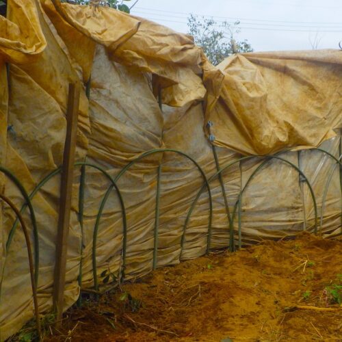 まともな使い方はもはやできないごわごわのビニールを総動員し北風を防ぐ防寒壁を設置。野菜の成長を守る工夫。