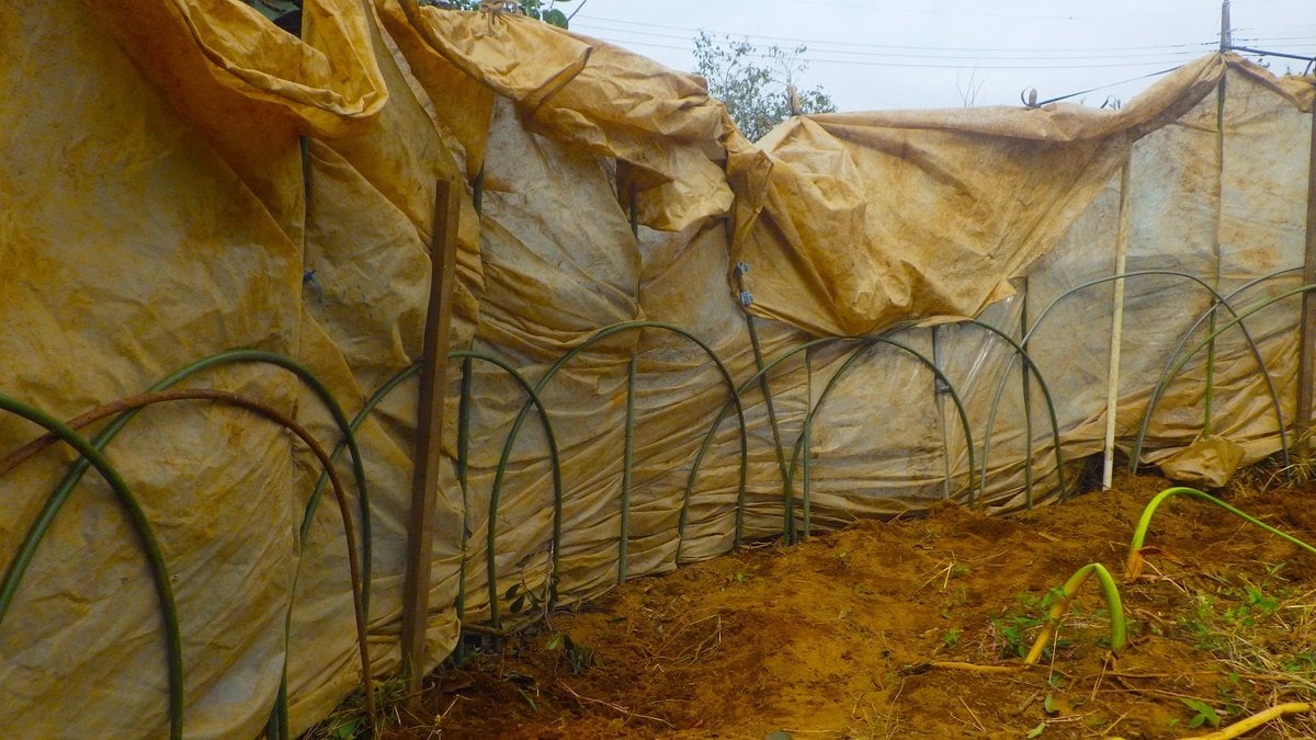 まともな使い方はもはやできないごわごわのビニールを総動員し北風を防ぐ防寒壁を設置。野菜の成長を守る工夫。