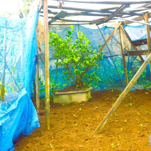 レモンの防寒作業と余白スペースへのレタス植え付け。雨の日も楽しむ農家の工夫。