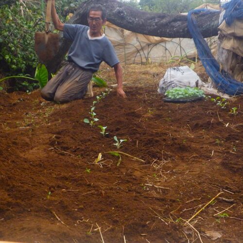 キャベツの苗を植える。総数200。この場所に植えられるのはそのうち100くらい。陽が暮れるまで頑張った。
