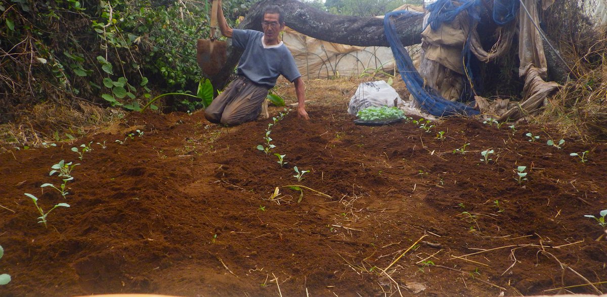 キャベツの苗を植える。総数200。この場所に植えられるのはそのうち100くらい。陽が暮れるまで頑張った。
