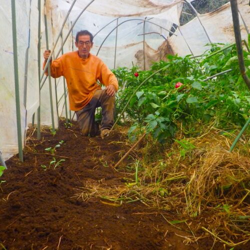 ビニールハウス内にキャベツの苗を植える様子。秋の終わりまで成長を支える農作業。