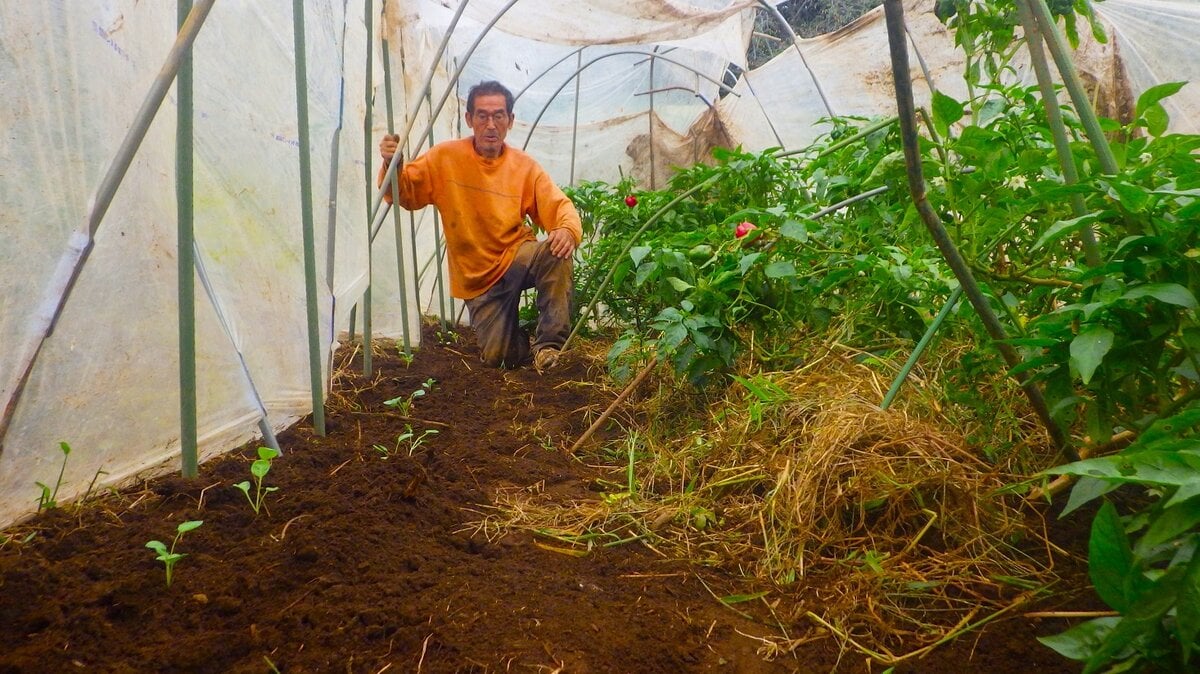 ビニールハウス内にキャベツの苗を植える様子。秋の終わりまで成長を支える農作業。