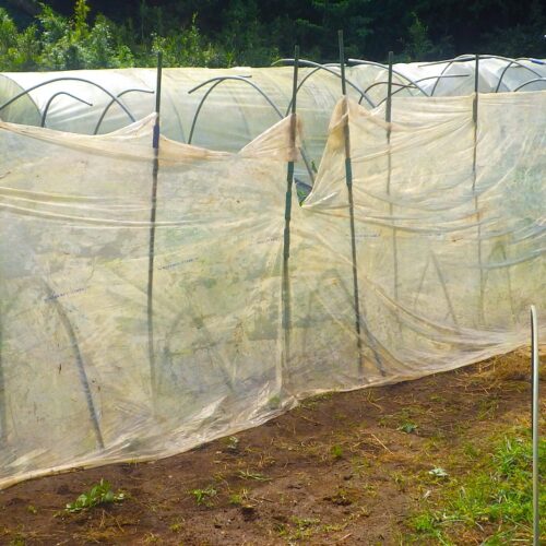 畑に手作業で防寒ビニールを設置する。使い古しの資材を再利用したエコな冬支度。
