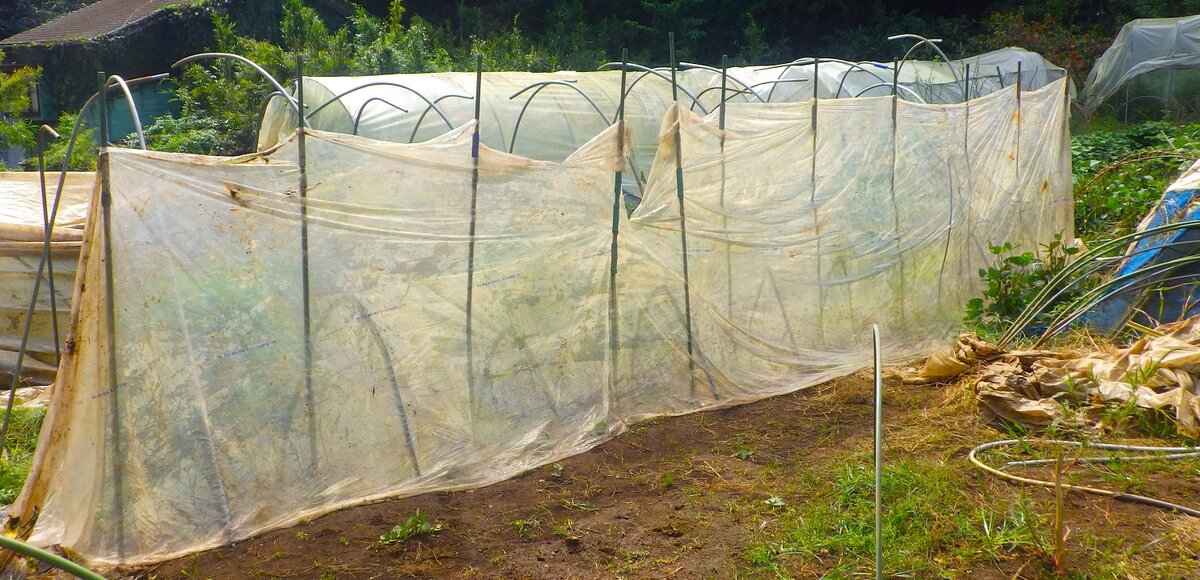 畑に手作業で防寒ビニールを設置する。使い古しの資材を再利用したエコな冬支度。