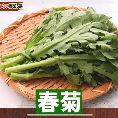 第4位 春菊
